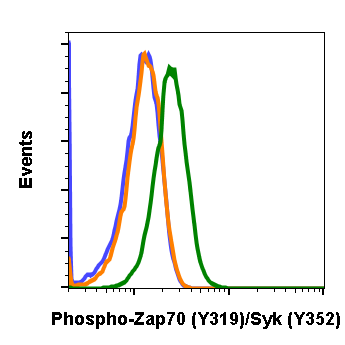 Phospho-Zap70 (Tyr319)/Syk (Tyr352) rabbit mAb Antibody