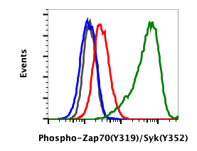 Phospho-Zap70 (Tyr319)/Syk (Tyr352) rabbit mAb Antibody