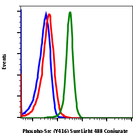 Phospho-Src (Tyr416) rabbit mAb SureLight488 conjugate Antibody