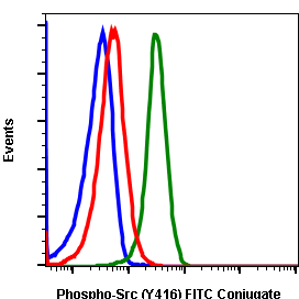 Phospho-Src (Tyr416) rabbit mAb FITC conjugate Antibody