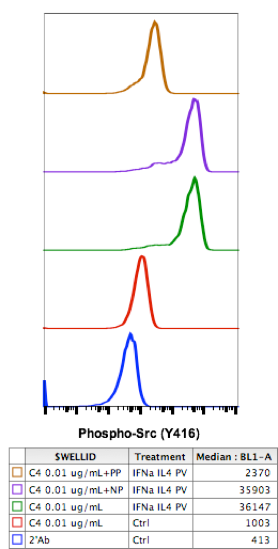 Phospho-Src (Tyr416) rabbit mAb Antibody