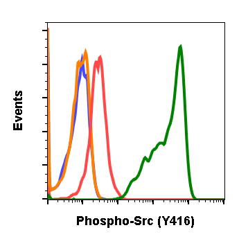 Phospho-Src (Tyr416) rabbit mAb Antibody