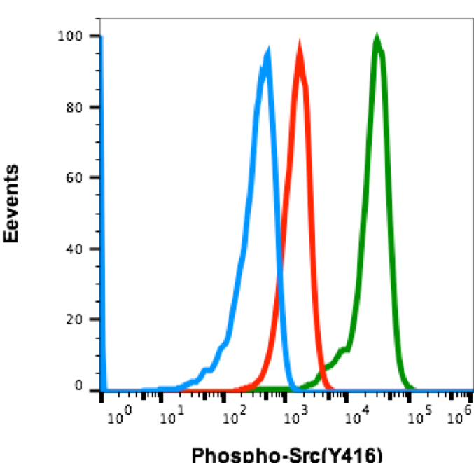 Phospho-Src (Tyr416) rabbit mAb Antibody