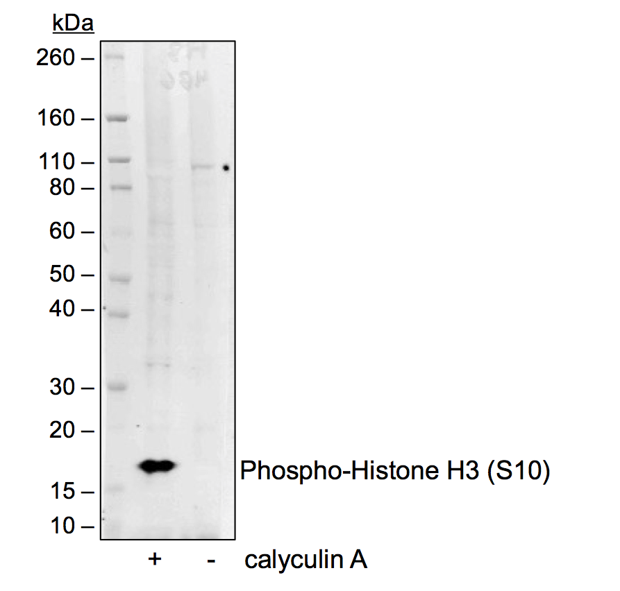 Phospho-Histone H3 (Ser10) rabbit mAb Antibody