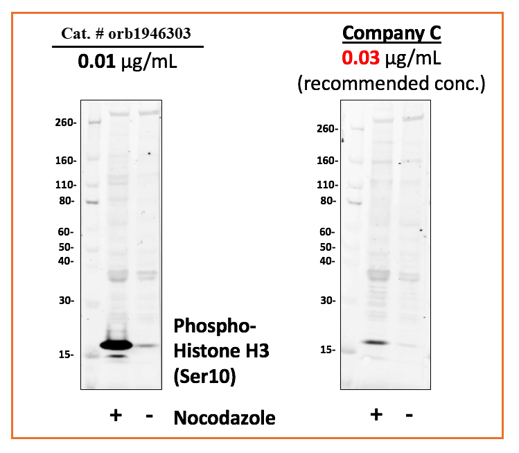 Phospho-Histone H3 (Ser10) rabbit mAb Antibody