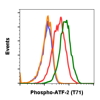 Phospho-ATF2 (Thr71) rabbit mAb Antibody