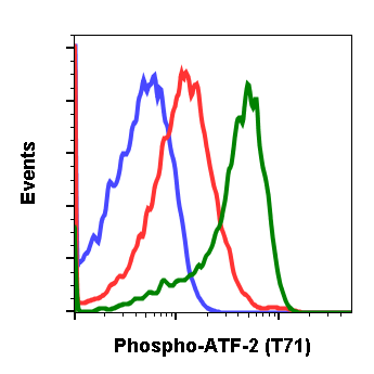 Phospho-ATF2 (Thr71) rabbit mAb Antibody