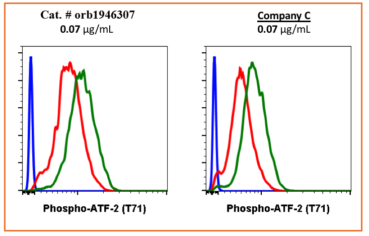 Phospho-ATF2 (Thr71) rabbit mAb Antibody