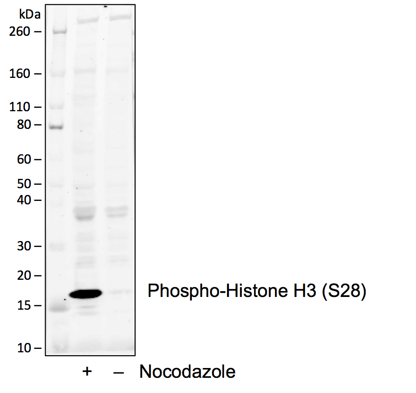 Phospho-Histone H3 (Ser28) rabbit mAb Antibody