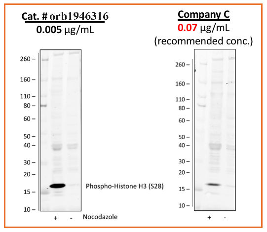 Phospho-Histone H3 (Ser28) rabbit mAb Antibody