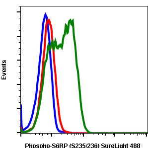 Phospho-S6 Ribosomal Protein (Ser235/236) rabbit mAb SureLight488 conjugate Antibody