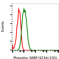 Phospho-S6 Ribosomal Protein (Ser235/236) rabbit mAb PE conjugate Antibody