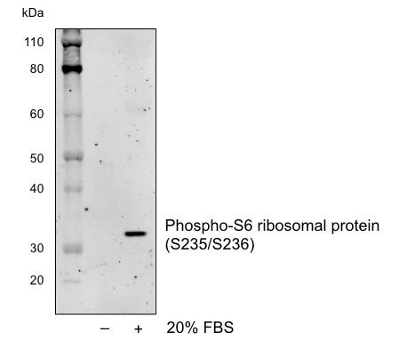 Phospho-S6 Ribosomal Protein (Ser235/236) rabbit mAb Antibody