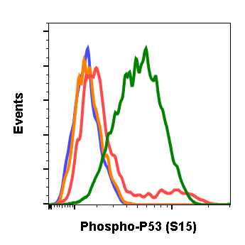 Phospho-p53 (Ser15) rabbit mAb Antibody