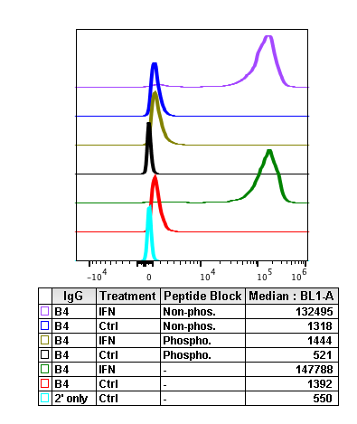 Phospho-Btk (Tyr223) rabbit mAb Antibody