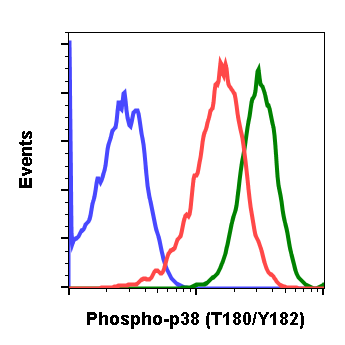 Phospho-p38 MAPK (Thr180/Tyr182) rabbit mAb Antibody