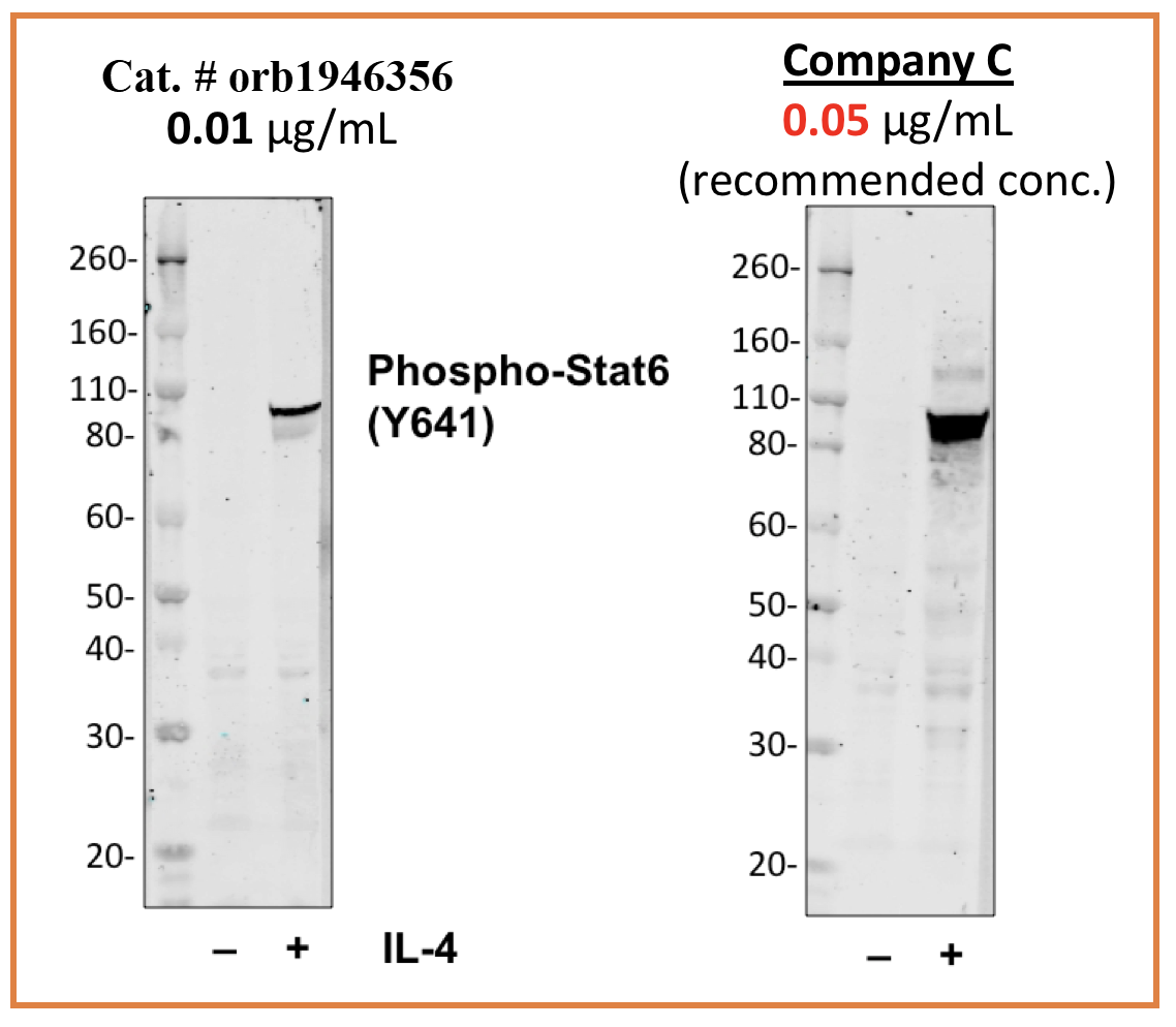 Phospho-Stat6 (Tyr641) rabbit mAb Antibody