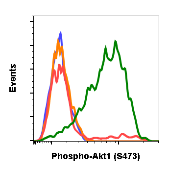 Phospho-Akt1 (Ser473) rabbit mAb Antibody
