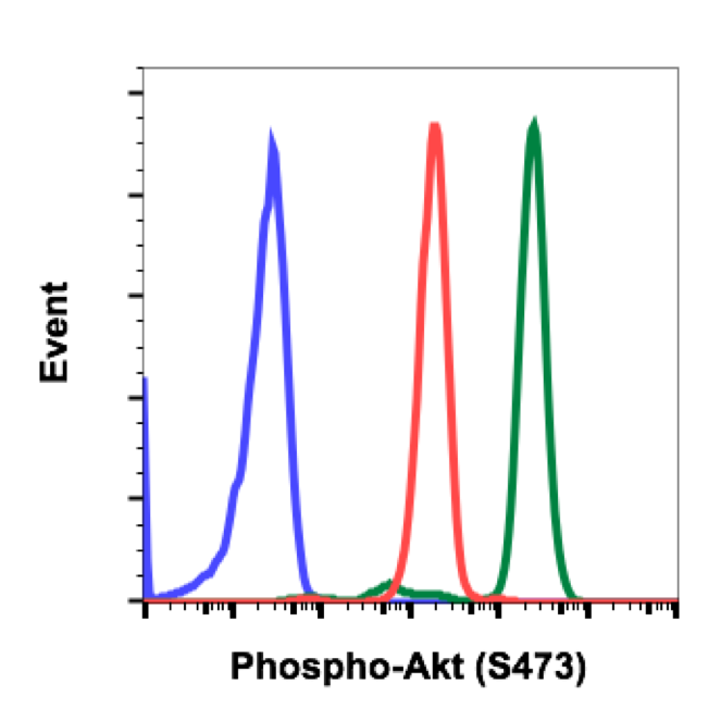 Phospho-Akt1 (Ser473) rabbit mAb Antibody