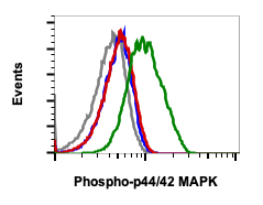 Phospho-p44/42 MAPK (Erk1/2) (Thr202/Tyr204) rabbit mAb Antibody