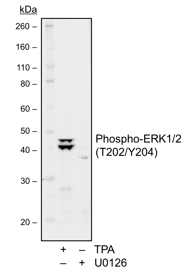 Phospho-p44/42 MAPK (Erk1/2) (Thr202/Tyr204) rabbit mAb Antibody