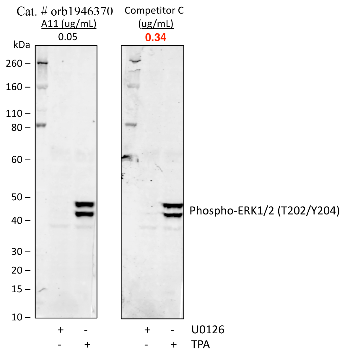 Phospho-p44/42 MAPK (Erk1/2) (Thr202/Tyr204) rabbit mAb Antibody