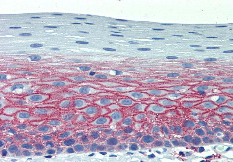 CD82 Antibody