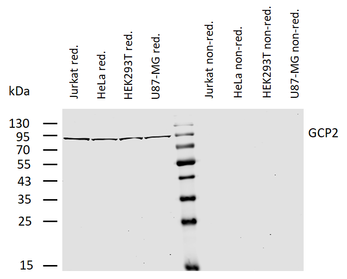 gamma-Tubulin GCP2 Antibody