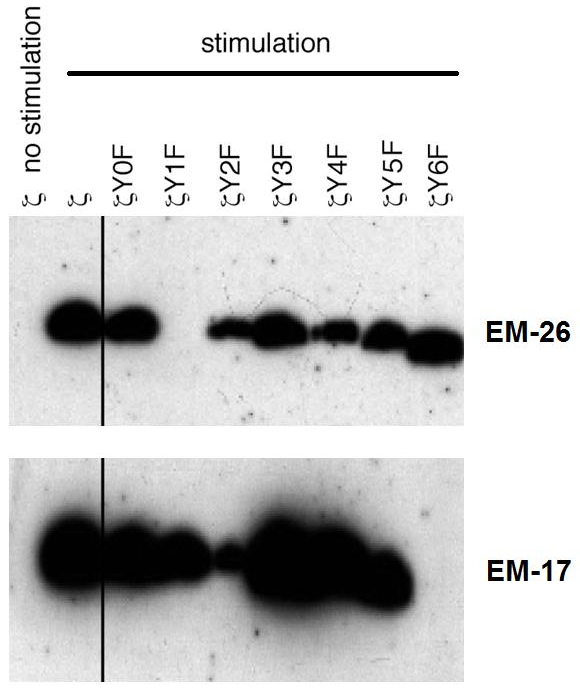 CD3 zeta (pY153) Antibody