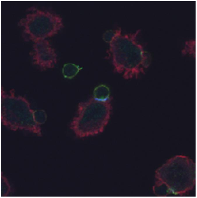 CD3 zeta (pY72) Antibody