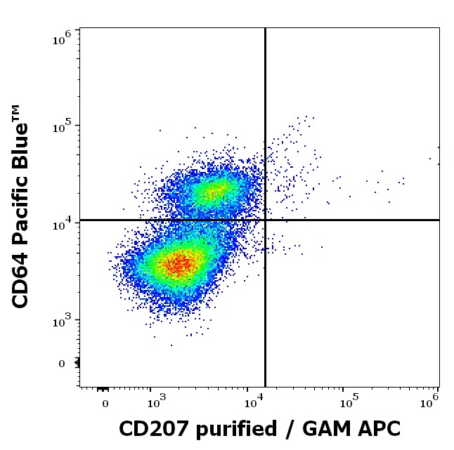 CD207 Antibody