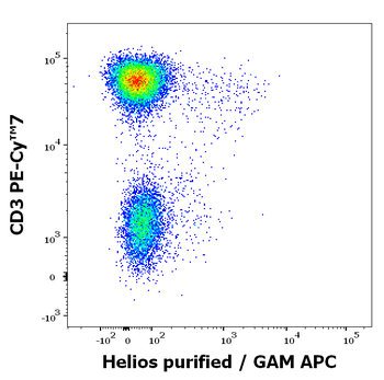 Helios Antibody