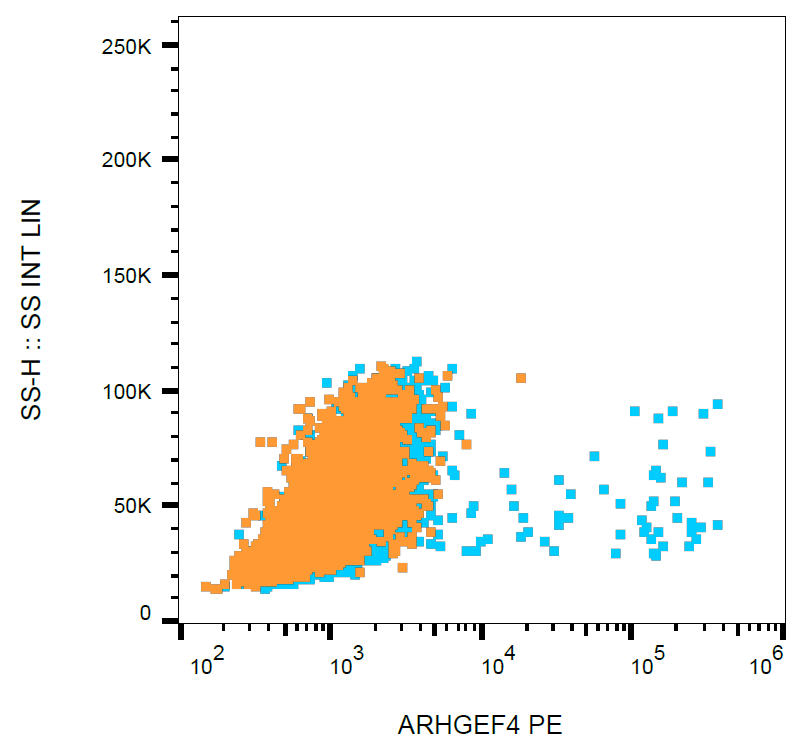 ARHGEF4 Antibody (PE)