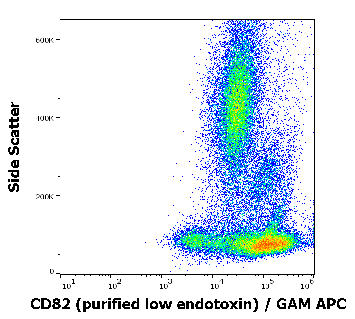 CD82 Antibody