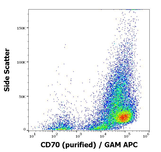 CD70 Antibody