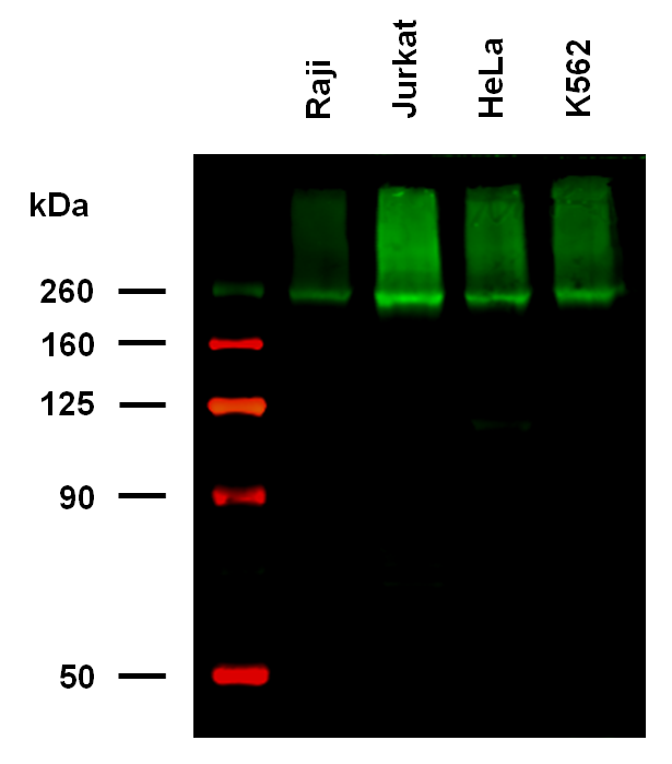 CD222 Antibody (Biotin)
