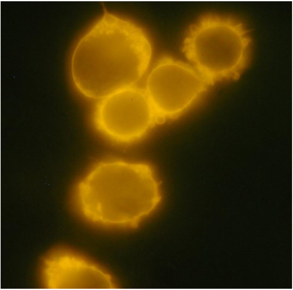 CD34 Antibody (PE)