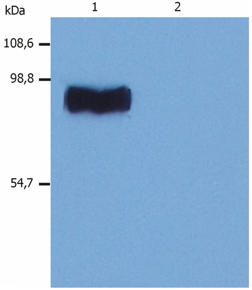 STIM1 Antibody