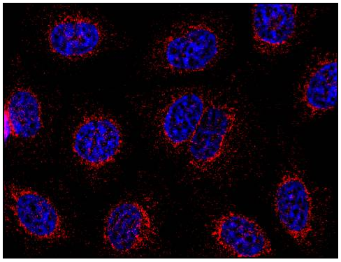 STIM1 Antibody
