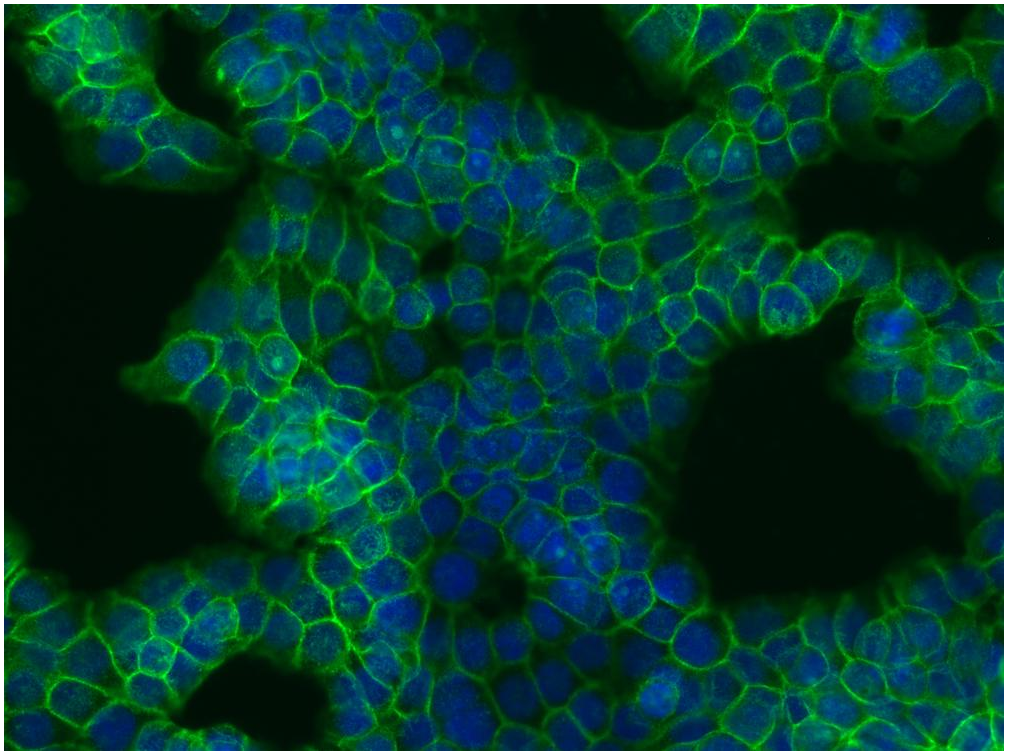 beta-Catenin Antibody