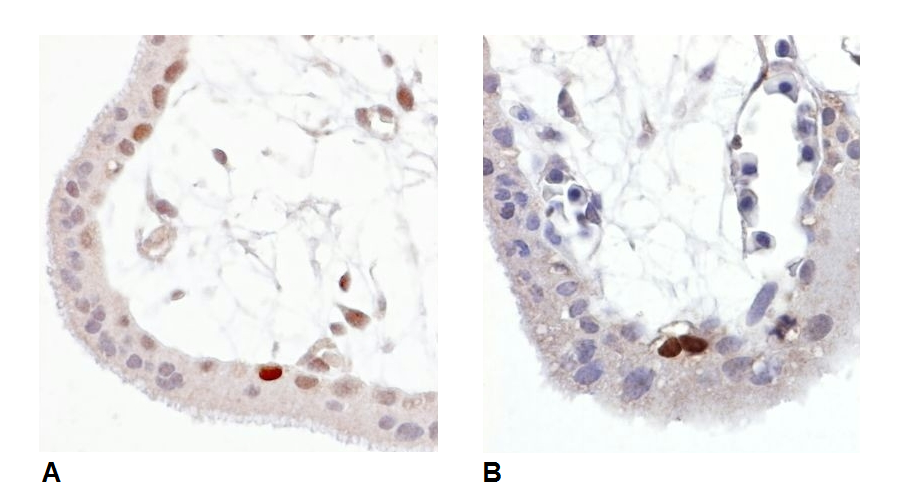 p53 (pS392) Antibody