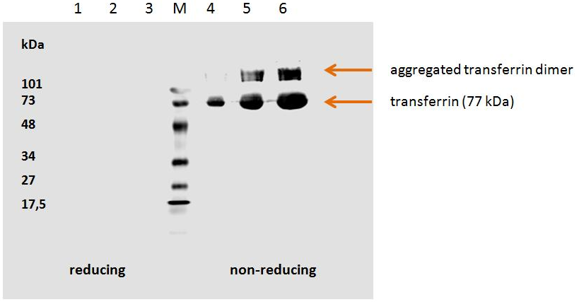 Transferrin Antibody