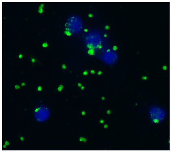 CD41/CD61 Antibody