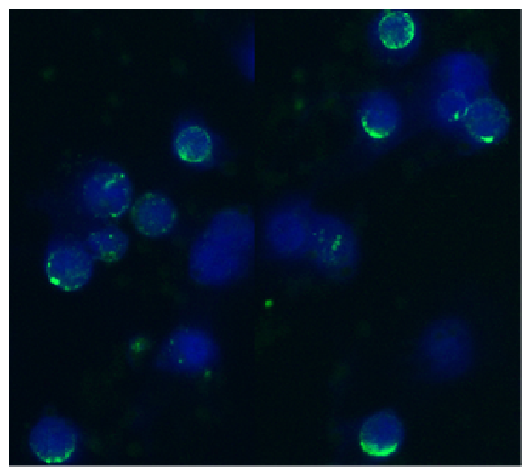 CD62L Antibody