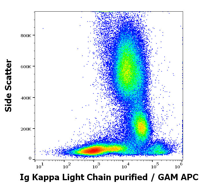 Ig Kappa Light Chain Antibody