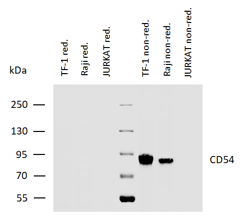 CD54 Antibody