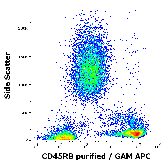 CD45RB Antibody