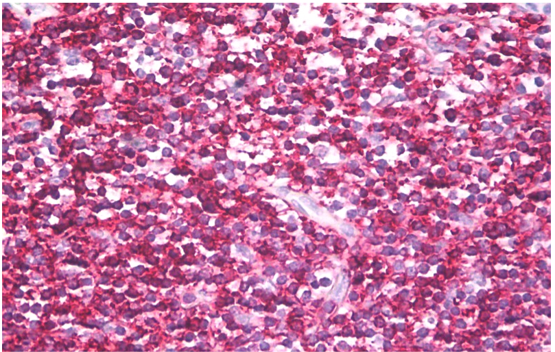 CD45RB Antibody