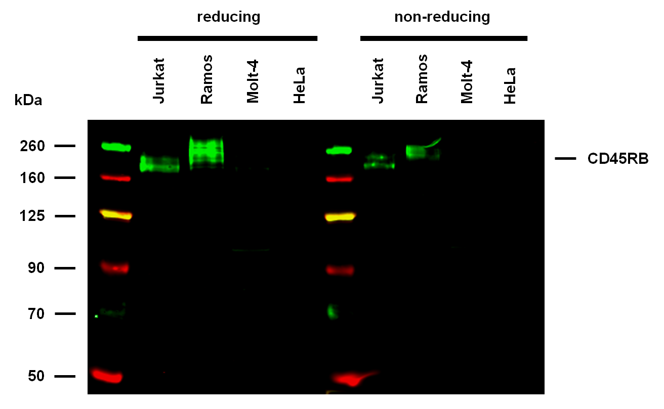 CD45RB Antibody