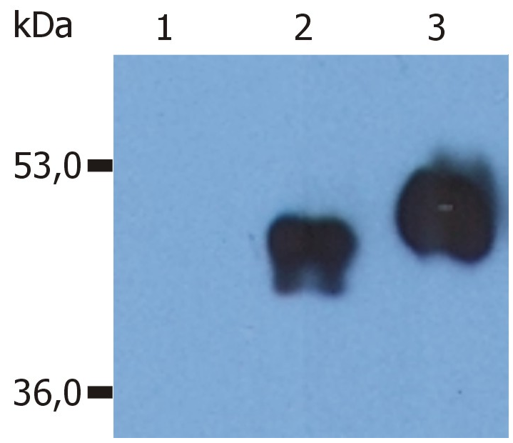 CD14 Antibody